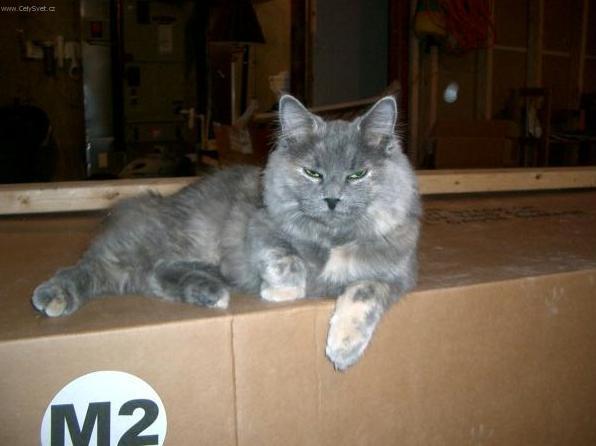 Foto: Kymersk� ko�ka