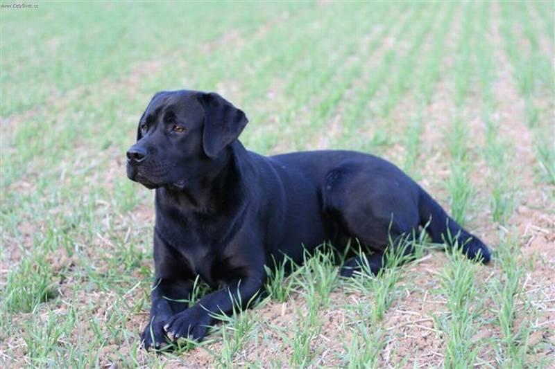 Fotky: Labradorsk� retr�vr (foto, obrazky)