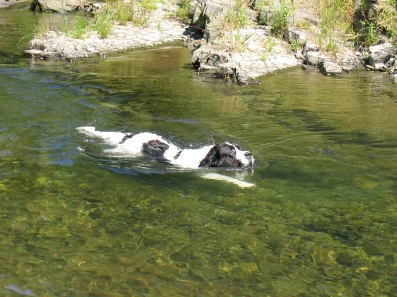 Foto: Landseer-Bonnie (6,5 let� fena). Majitel: Kruk