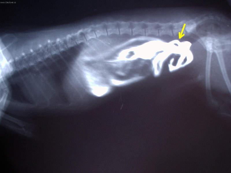 Foto: L��ba intern�ch onemocn�n�