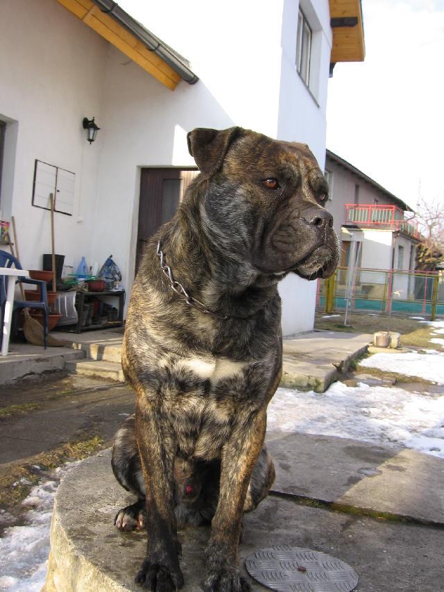 Fotky: Malorsk� doga (foto, obrazky)
