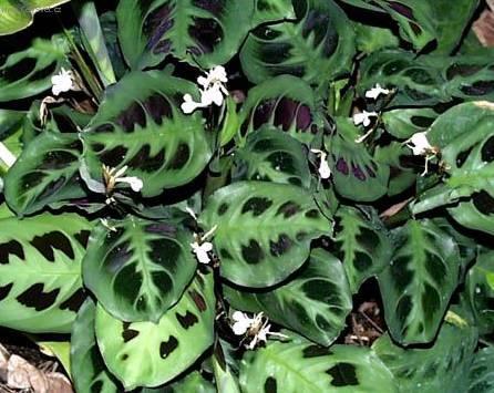 Foto: Maranta