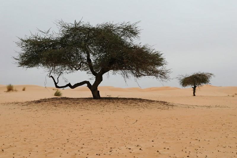 Foto: Mauret�nie-Adrar