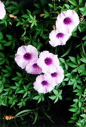 Foto: Olov�nec ou�kat�