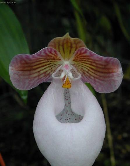 Foto: Pafiopedilum, st�evi�n�kovec