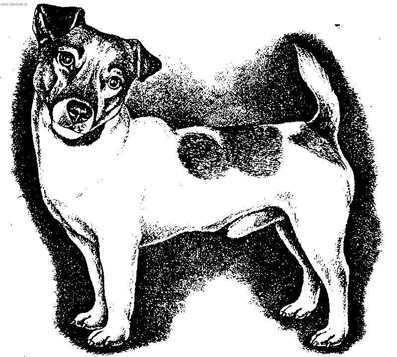 Fotky: Parson Russel Teri�r (foto, obrazky)