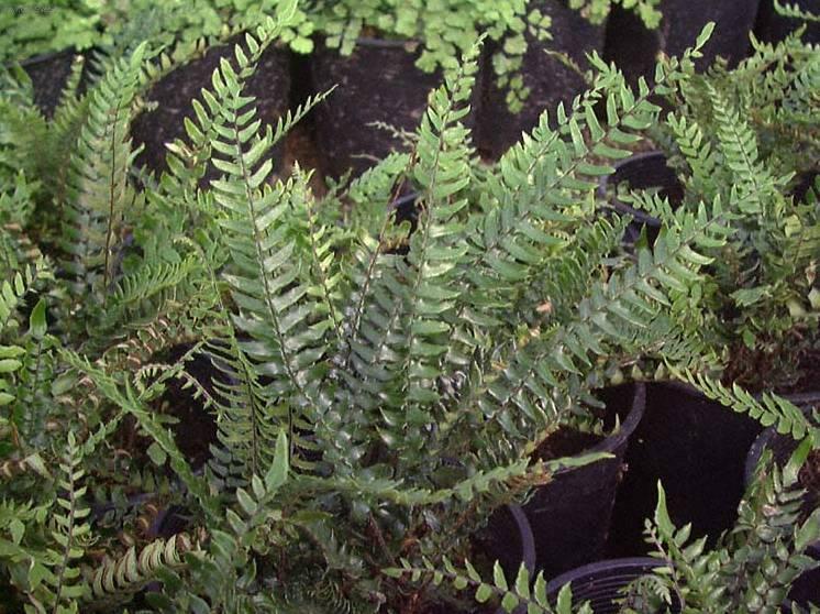 Fotky: Pelea knoflikov� (foto, obrazky)