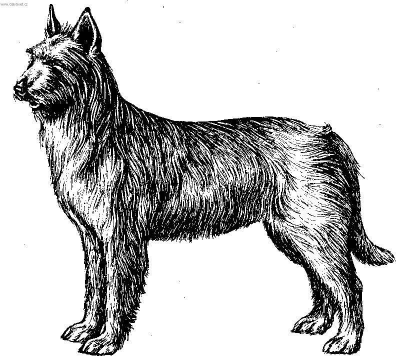 Fotky: Pikardsk� ov��k (foto, obrazky)