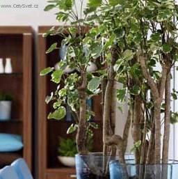 Fotky: St�novka (foto, obrazky)