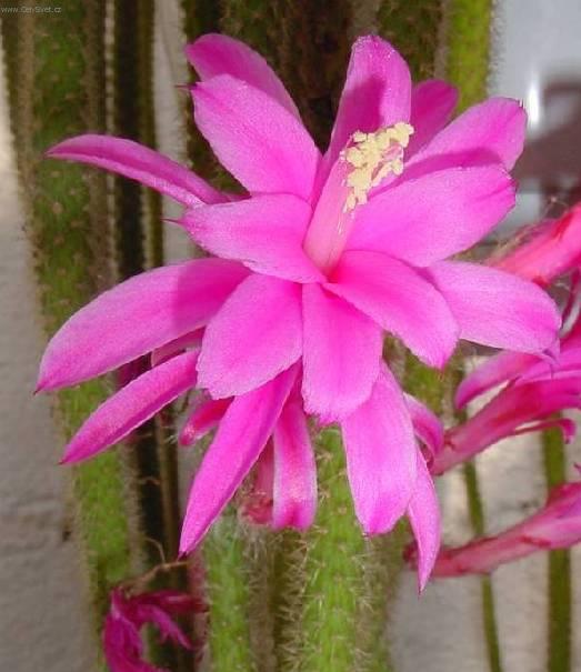 Foto: Aporocactus