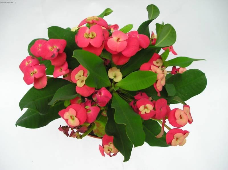 Fotky: Pry�ec z��iv�, �Kristova koruna� (foto, obrazky)