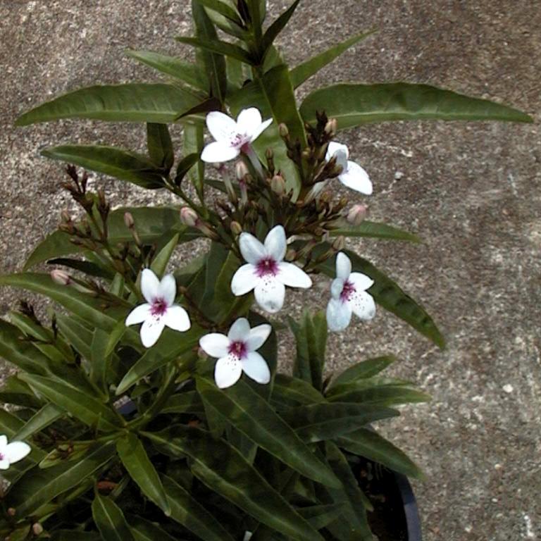 Foto: Pseuderanthemum