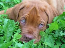 Foto: Puzzle online: Psi 1