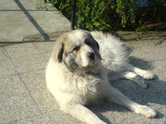 Fotky: Pyrenejsk� horsk� pes (foto, obrazky)