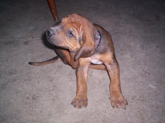Fotky: Rhod�sk� ridgeback, Rhod�zsk� ridgeback (foto, obrazky)