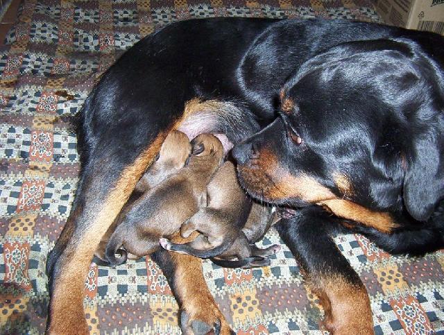 Foto: Rotvajler-Kora. Majitelak: Ka�enka