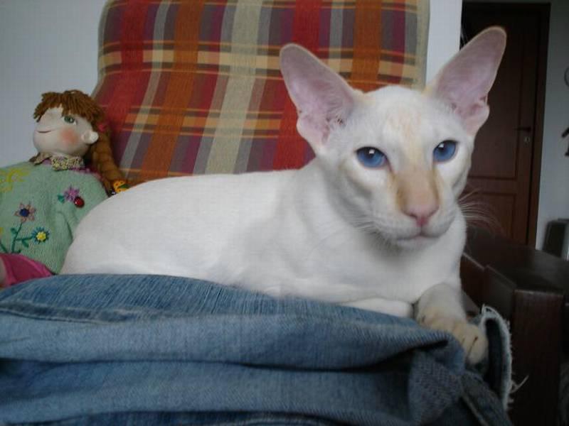 Fotky: Siamsk� ko�ka (foto, obrazky)