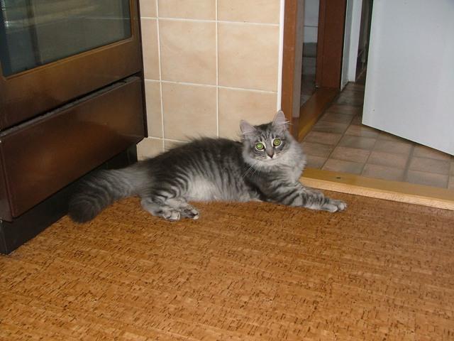 Fotky: Sibi�sk� ko�ka (foto, obrazky)