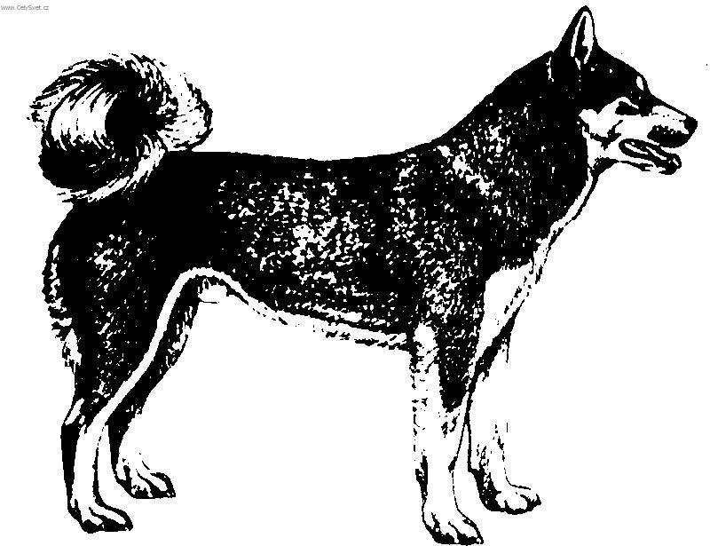 Fotky: V�chodosibi�sk� lajka (foto, obrazky)