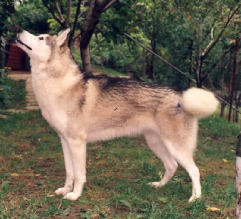 Fotky: Sibi�sk� husky (foto, obrazky)