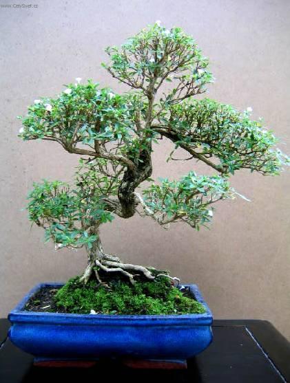 Fotky: Strom tis�ce hv�zd, serisa (foto, obrazky)