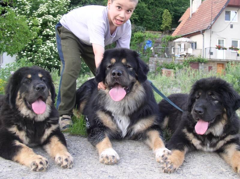 Foto: Tibetsk� doga-Agya-Ransi Nan �an Chovatel: Petr Jirgal