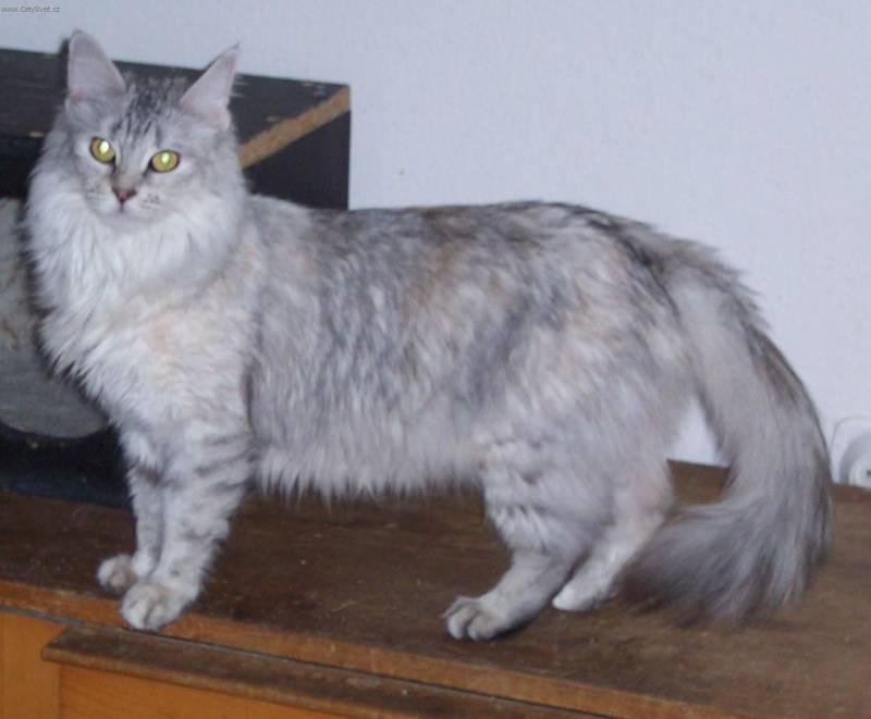 Fotky: Tureck� Angora (foto, obrazky)