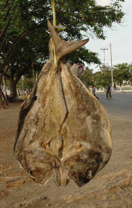 Foto: V�chodn� Timor-Dili