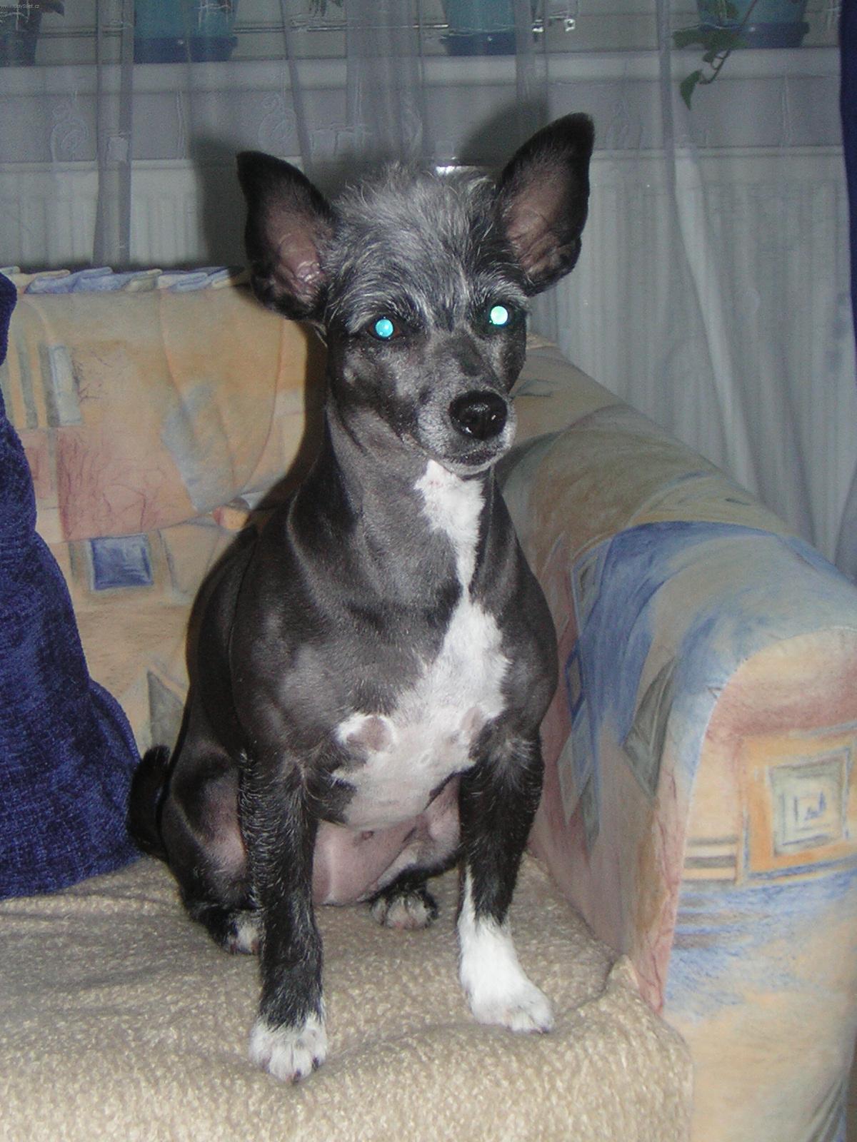 Fotky: V�chova psa (foto, obrazky)