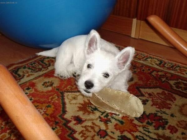 Foto: Westhajlendsk� teri�r-�t�n�: Ben. Chovatelka: Kamila �ev��kov�