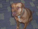 Fotky: Americk� pitbull teri�r (foto, obrazky)