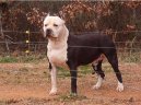 Fotky: Americk� pitbull teri�r (foto, obrazky)