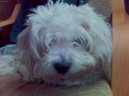 Fotky: Bolo�sk� ps�k (foto, obrazky)