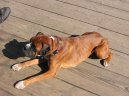 Fotky: N�meck� boxer (foto, obrazky)