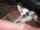Fotky: �ivava (Alternativn�) (foto, obrazky)