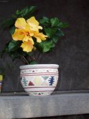 Fotky: Ibi�ek ��nsk� (foto, obrazky)