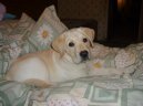 Fotky: Labradorsk� retr�vr (foto, obrazky)
