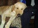 Fotky: Labradorsk� retr�vr (foto, obrazky)