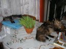 Fotky: Mainsk� m�val� ko�ka (foto, obrazky)