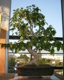 Pta�� zob, st�lezelen� ke�