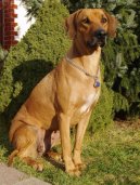 Fotky: Rhod�sk� ridgeback, Rhod�zsk� ridgeback (foto, obrazky)