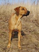 Fotky: Rhod�sk� ridgeback, Rhod�zsk� ridgeback (foto, obrazky)