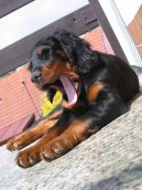 Fotky: Skotsk� setr, Gordonsetr (foto, obrazky)