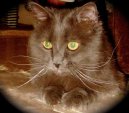 Koky: Mn drun > York (York Cat)