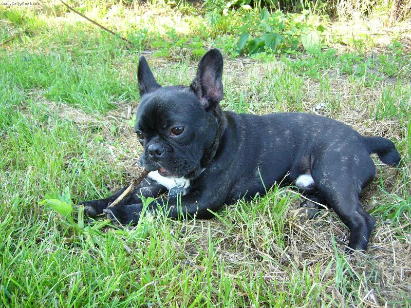 Foto: Blueberry