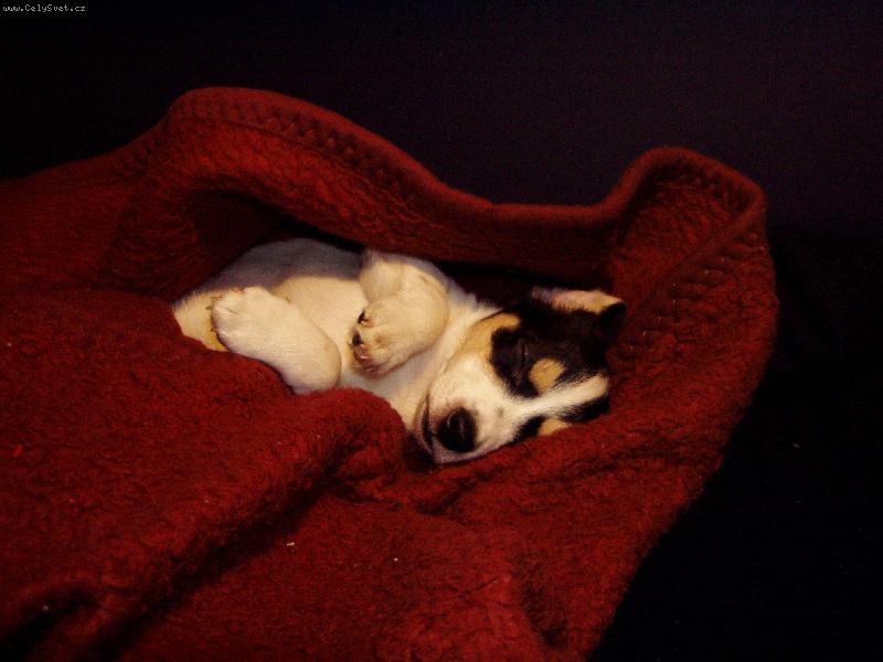 Foto: R.T. \"�rt�\"-je�t� sladce nevinn� -3 m�s�ce