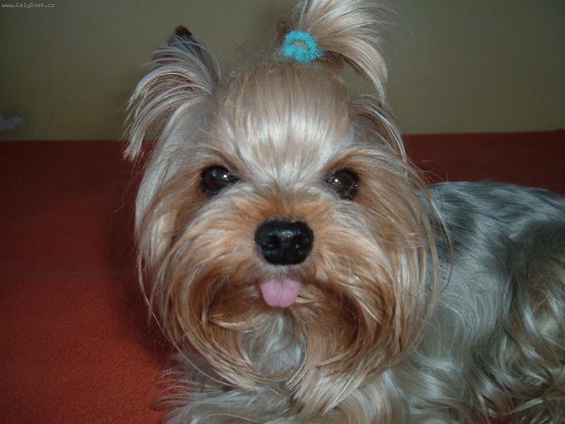 Foto: Gucci