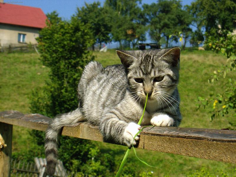 Foto: Zo�ka
