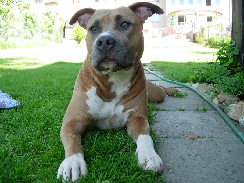 Foto: Daydream Fantasy Amazonka