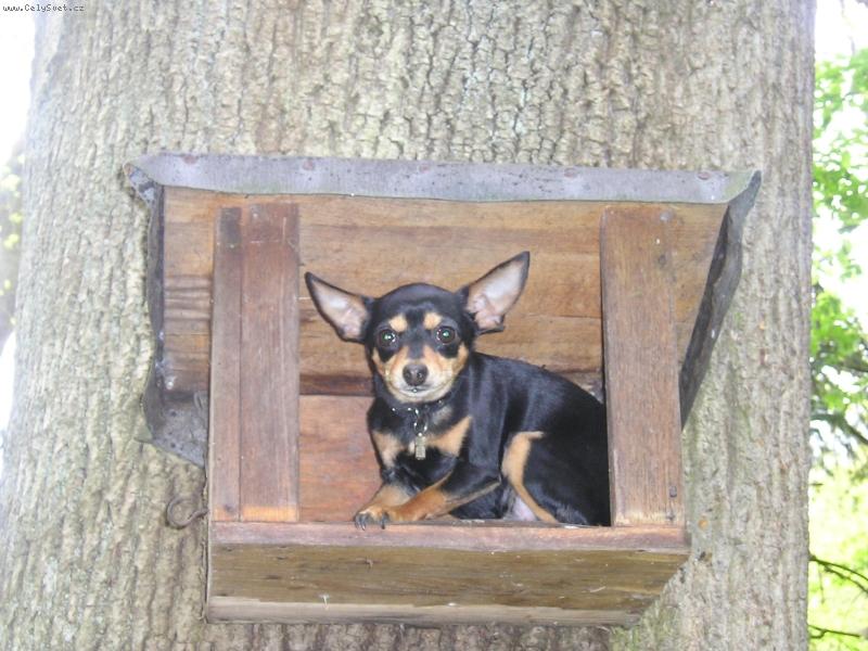 Foto: Pra�sk� krysa��k-KUKU!!!